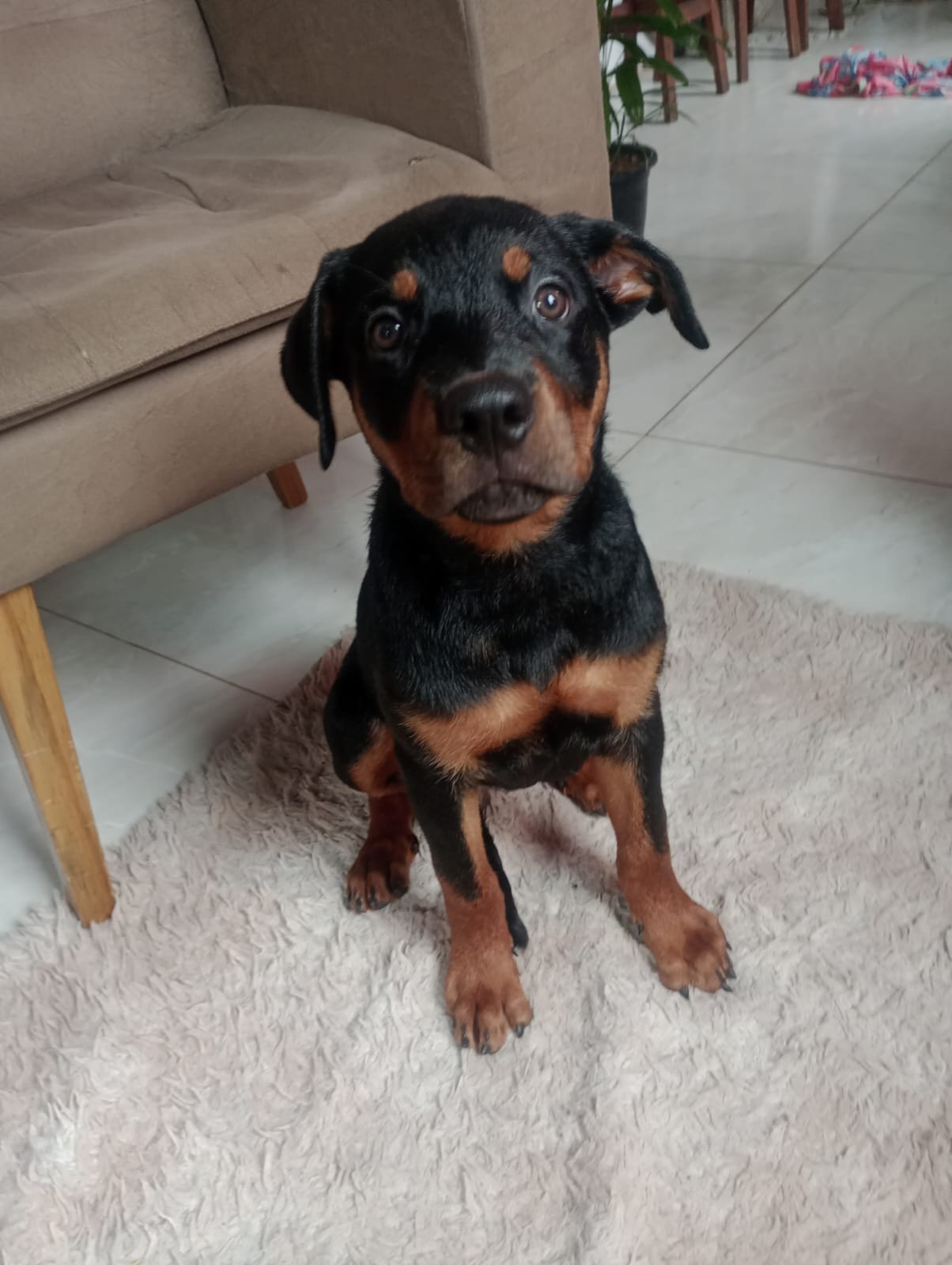 Vendo um rottweiler  - Foto 2