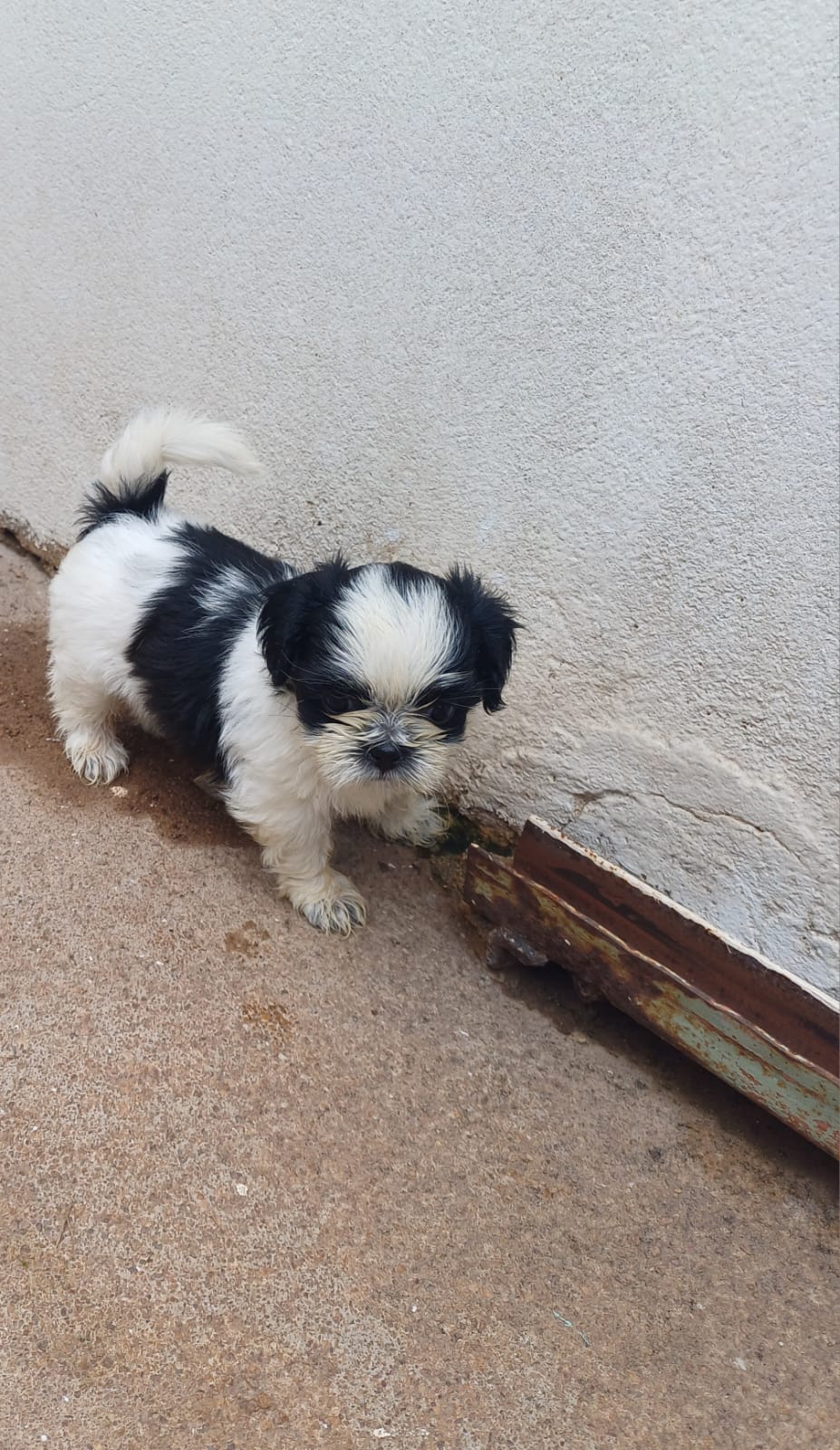 Portal Vendocão Shitzu filhote  Porto velho
