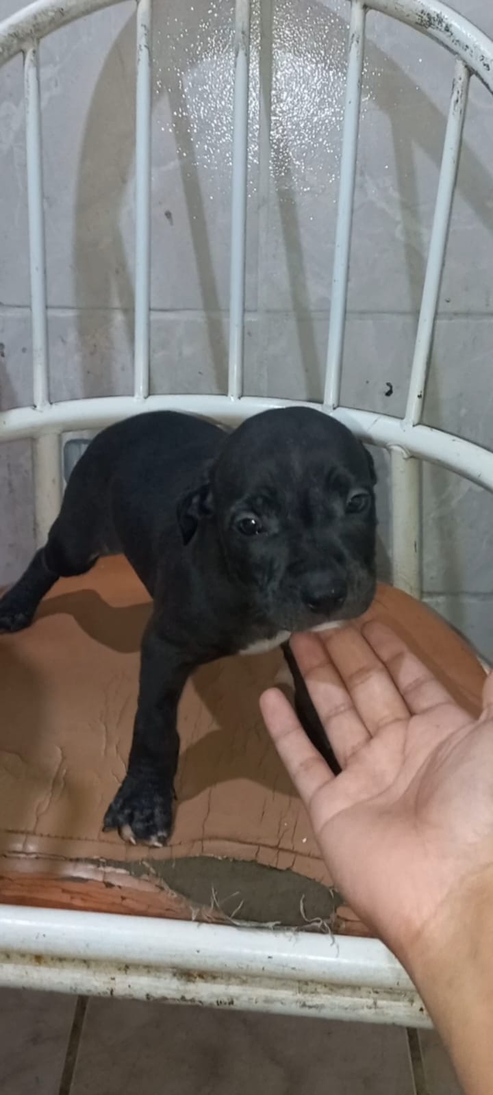 Filhote de pitbull macho com 1 mês e 10 dias   - Foto 1