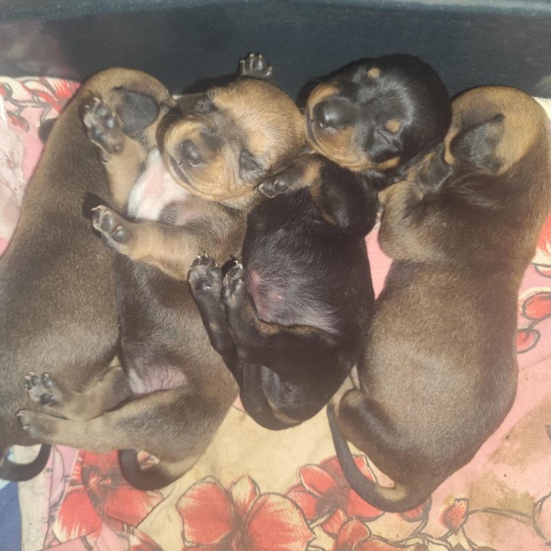 Lindos filhote basset