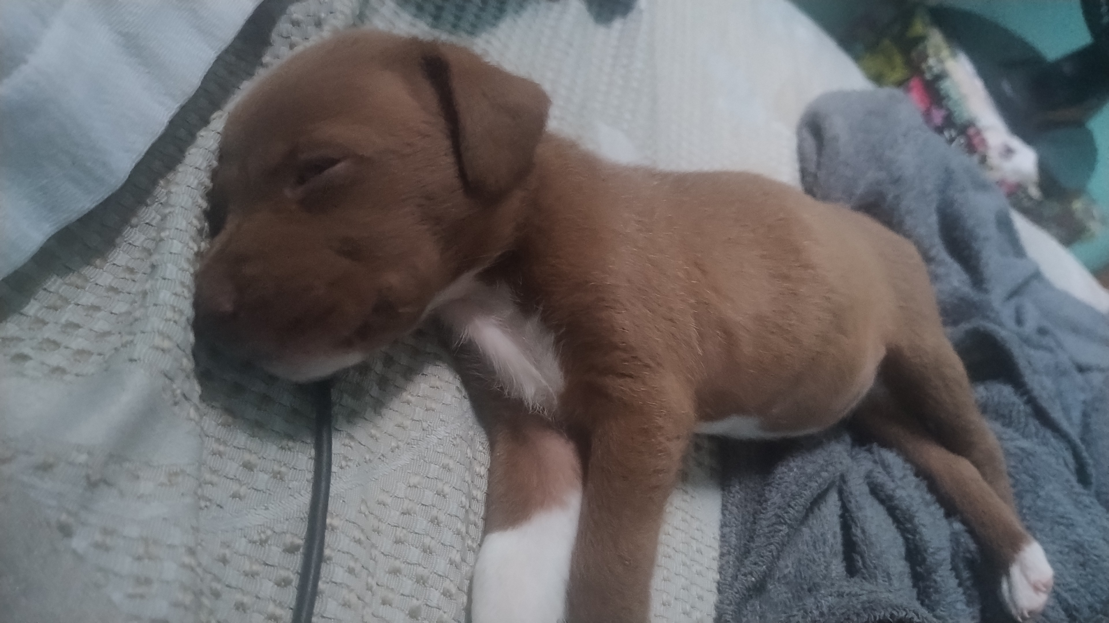 Portal Vendocão Princesa linda  Salvador