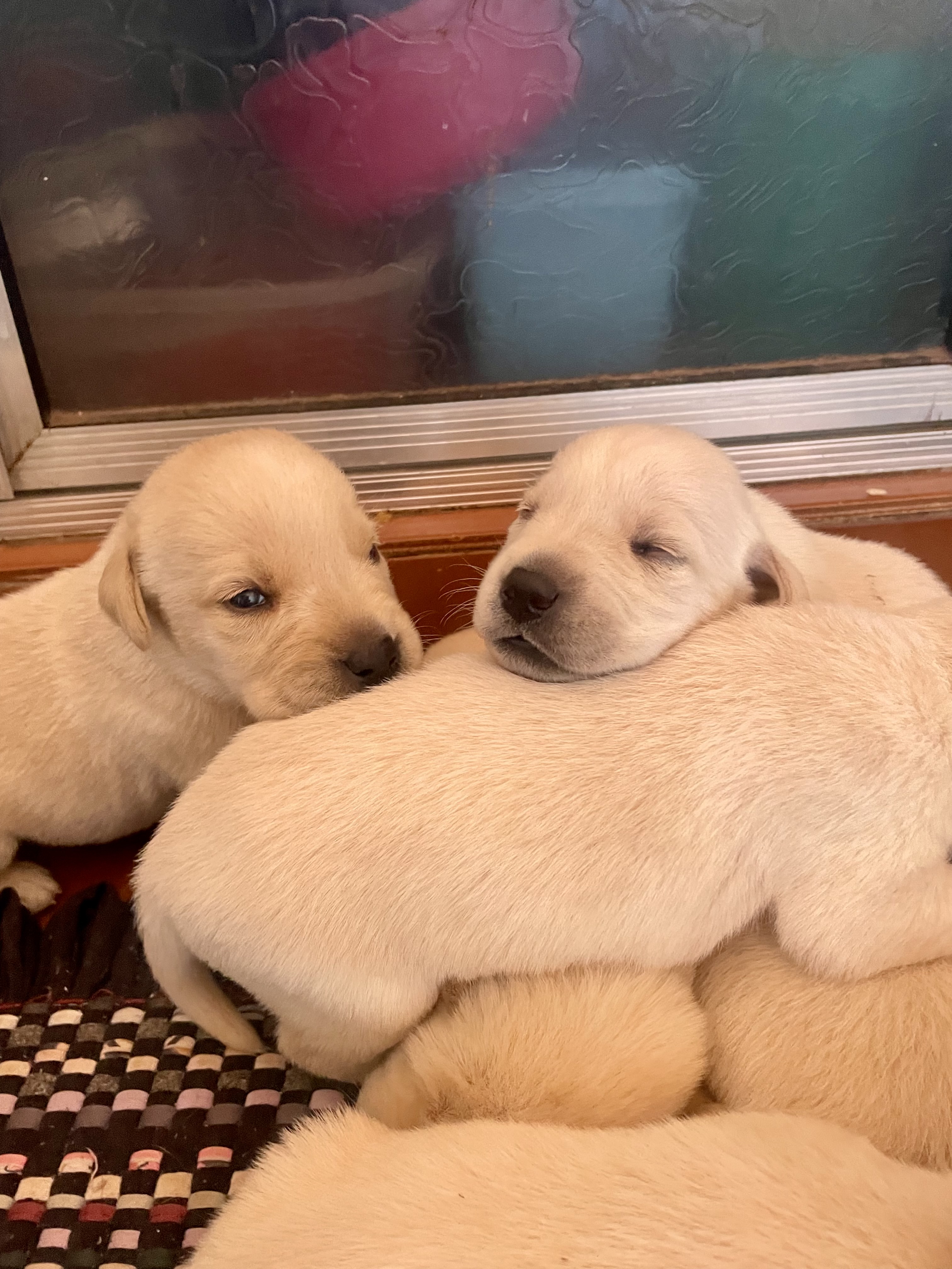 Lindos filhotes de labrador retriever - Foto 2
