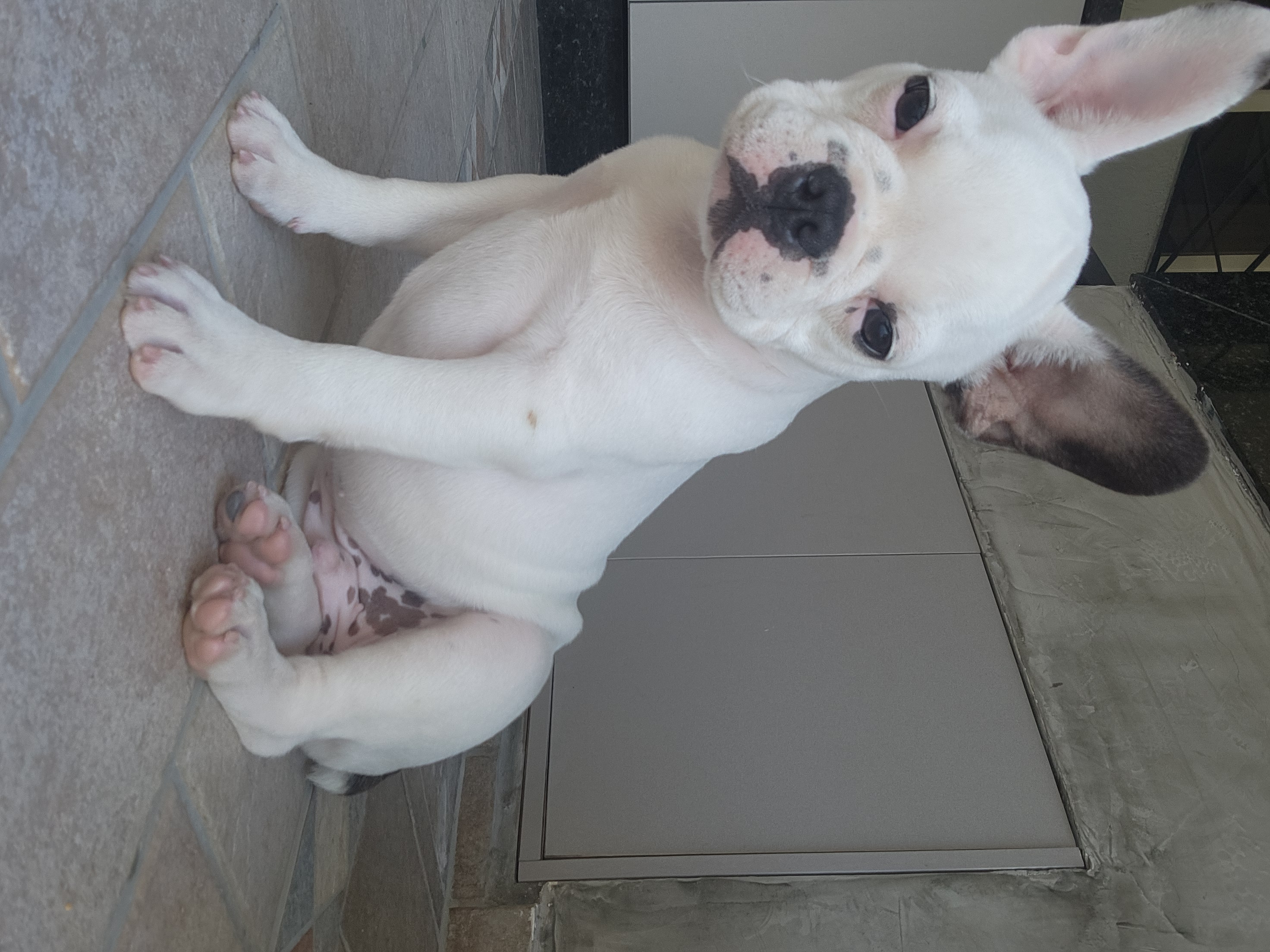 Portal Vendocão Bulldog Francês Macho  Curitiba