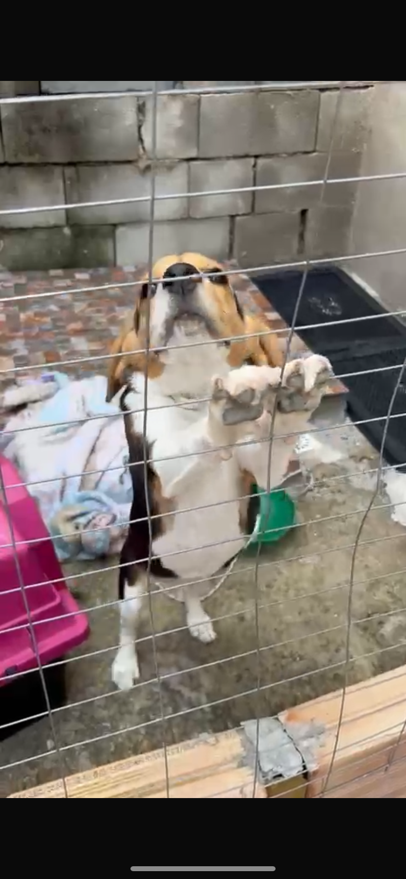 Cachorro beagle fêmea  - Foto 2