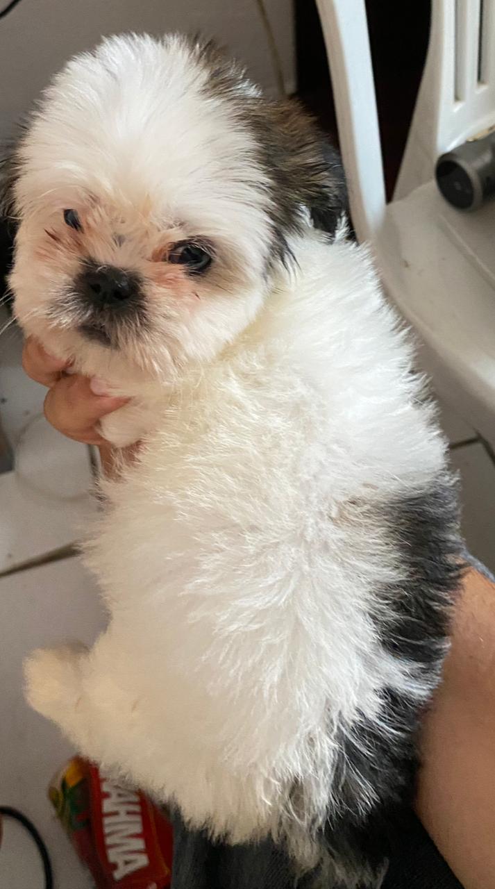 Shih tzu - Foto 3