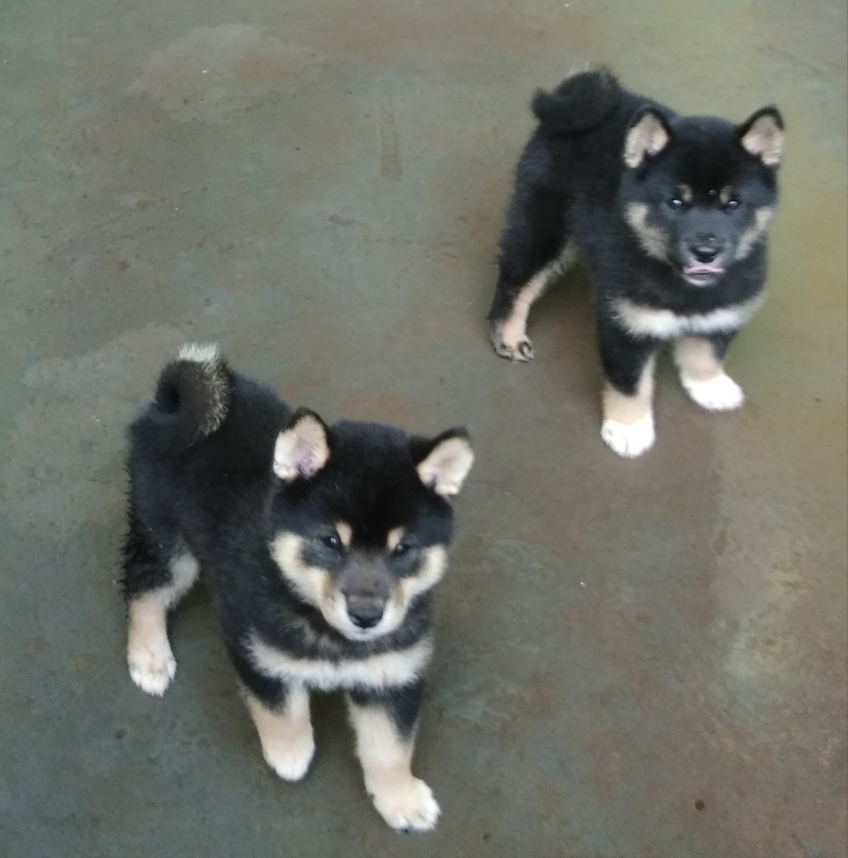 Portal Vendocão Filhotes de de Shiba Inu  Mundo novo 
