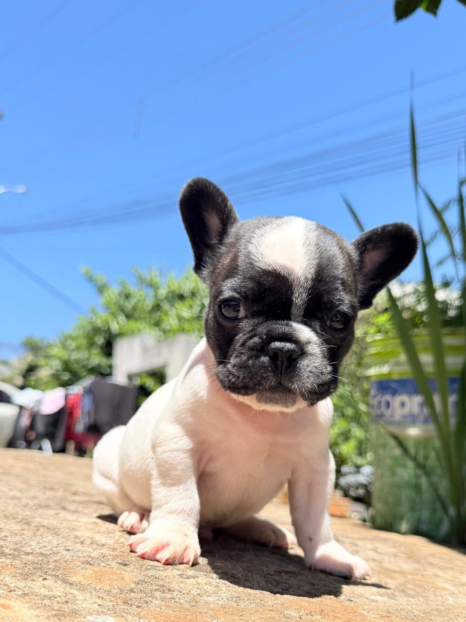 Portal Vendocão Bulldogfrancês  Pato branco 