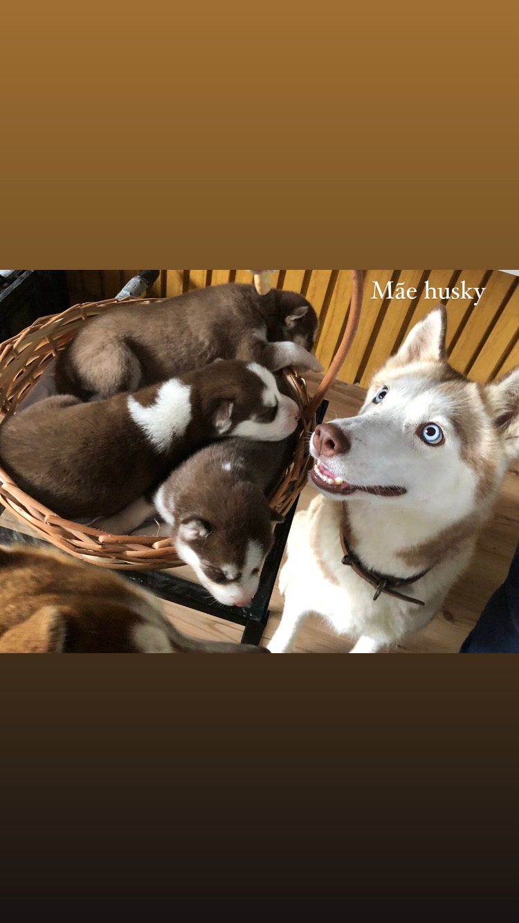 Portal Vendocão Husky siberiano  Jaraguá do Sul