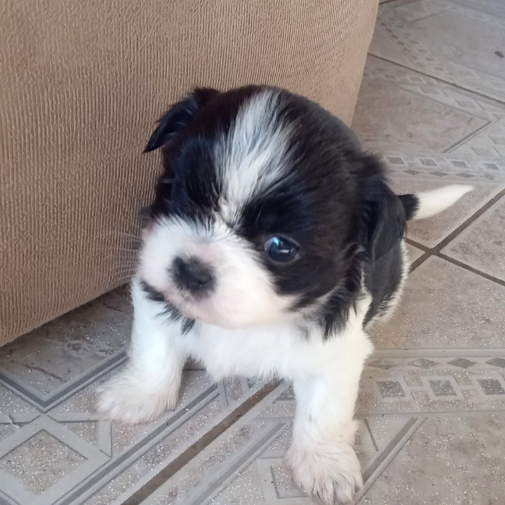 2 lindos filhotes raça Shih Tzu (urgente) - Foto 3