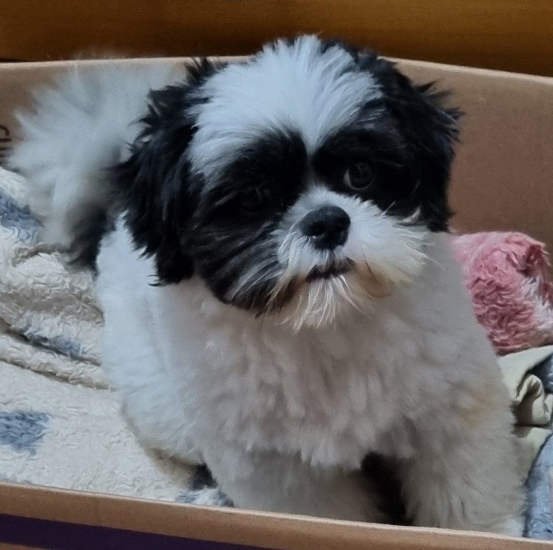 Portal Vendocão Filhotes shih tzu Balneário Piçarras 