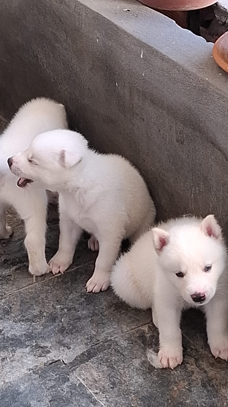 Husky siberiano  - Foto 5