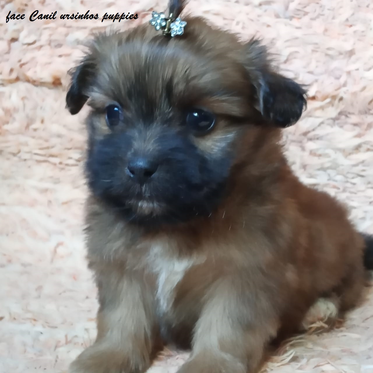 Portal Vendocão lhasa apso lindos bebes pronta entrega @canilursinhospuppies são paulo