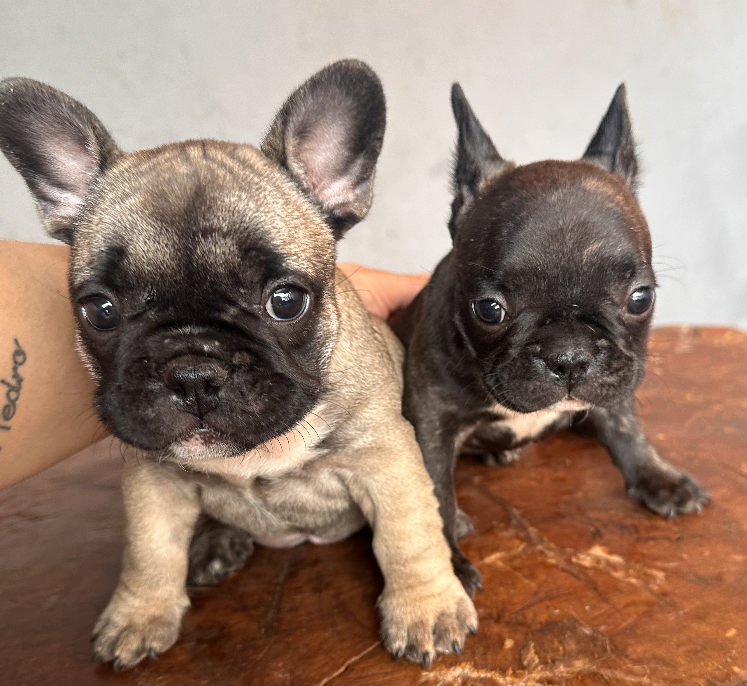 Portal Vendocão VENDO FILHOTES DE BULDOGUE FRANCES Quirinopolis
