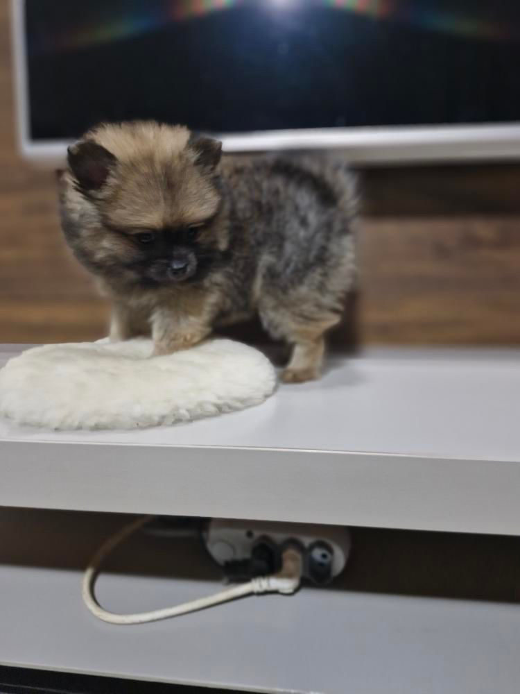 Lulu da pomerânia macho porte anão  - Foto 4