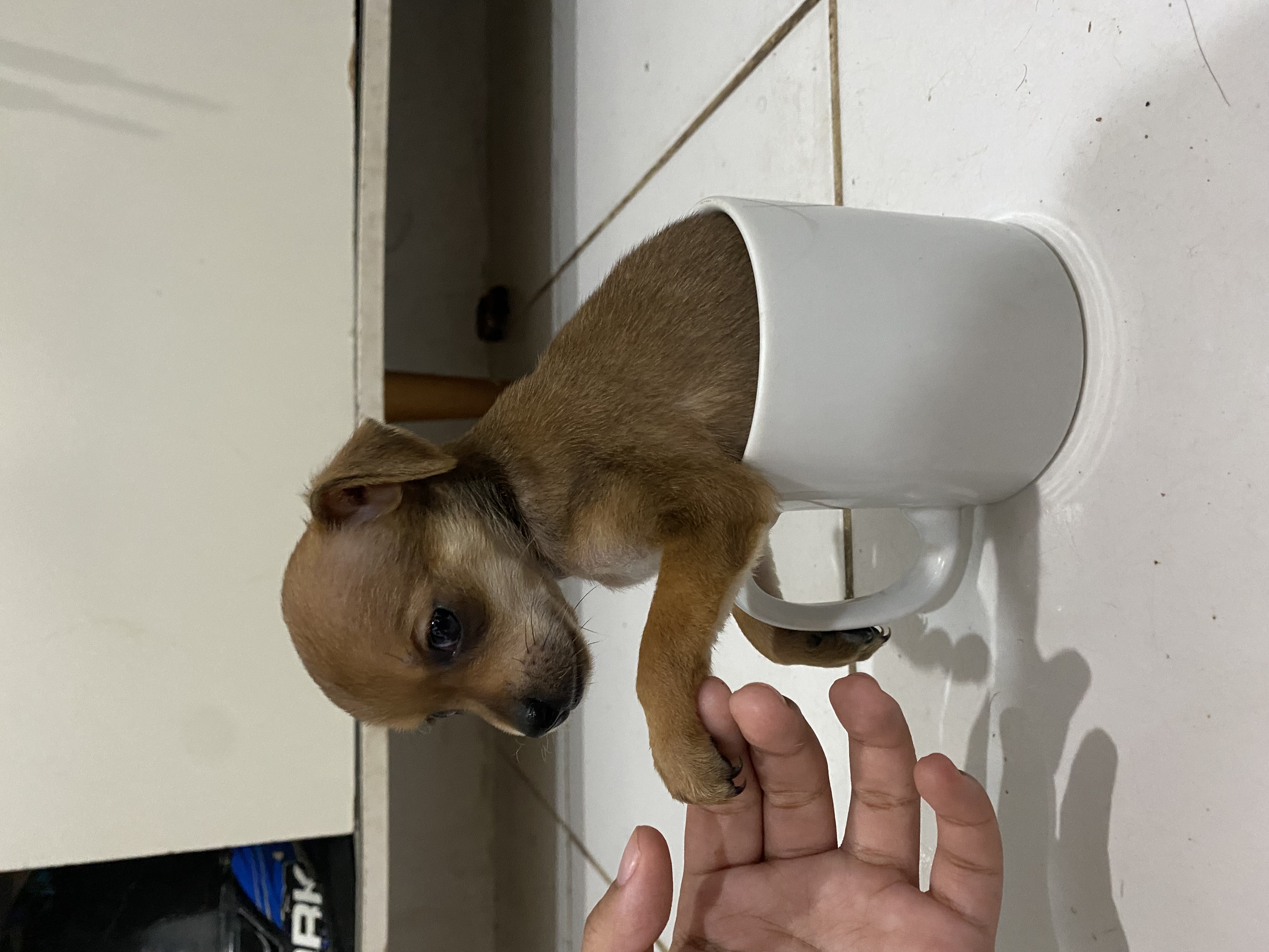 Portal Vendocão Cachorro Pinscher N1 Fêmea São Luís