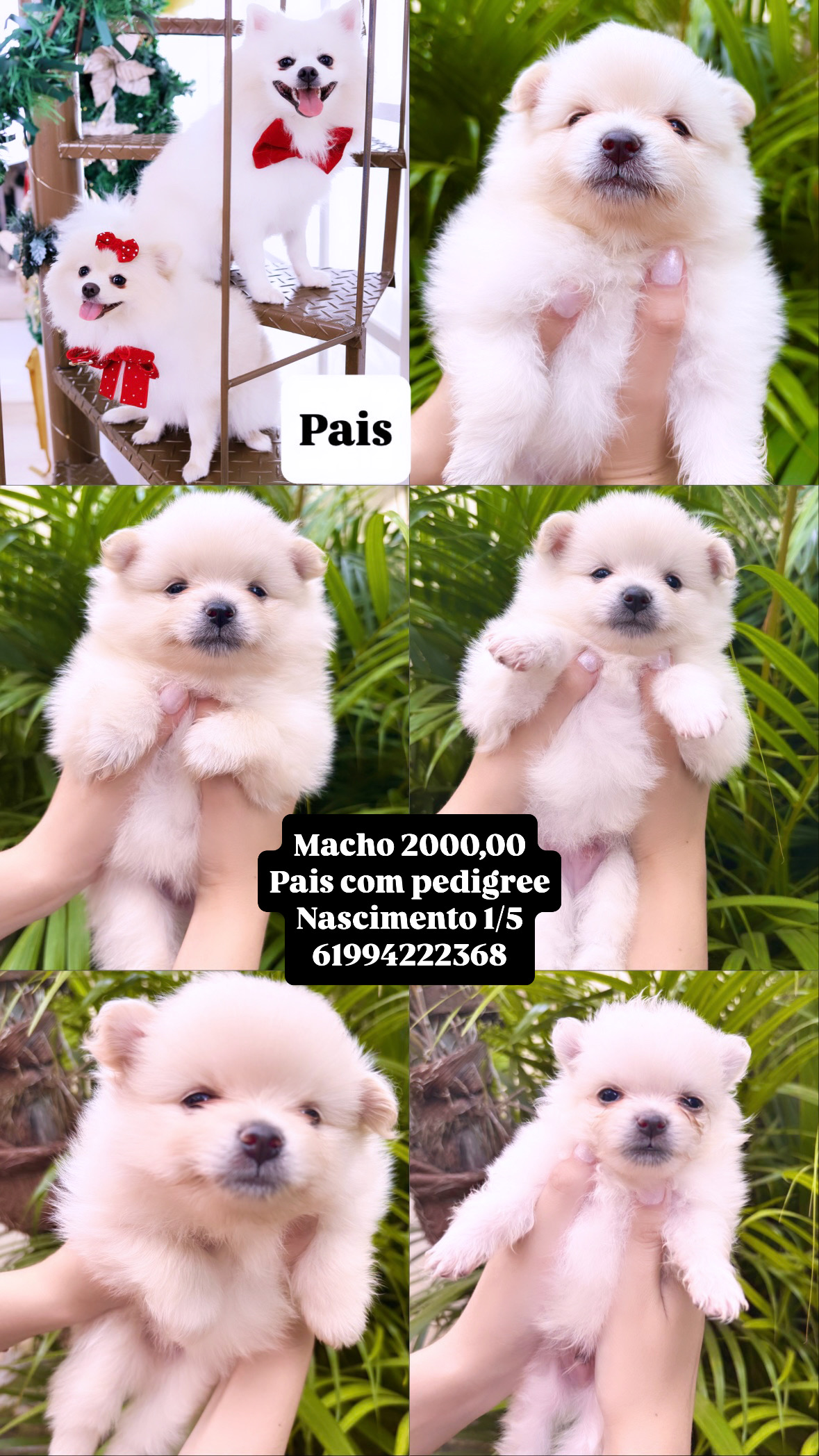 Portal Vendocão Lulu da Pomerania Sptiz Alemão  Brasilia 