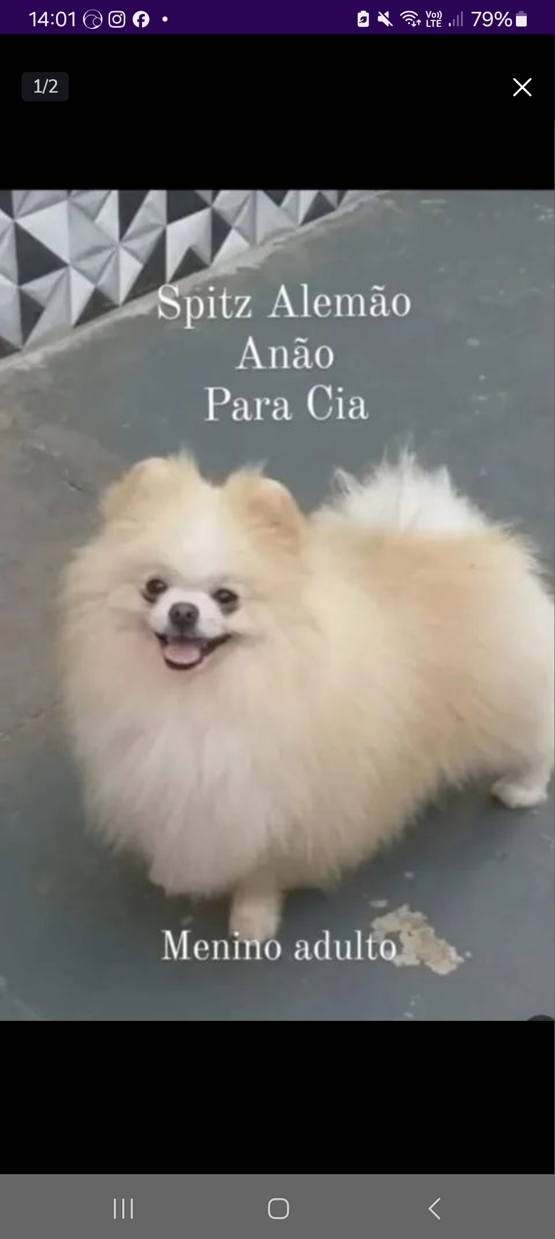 Portal Vendocão Lulu da Pomerânia  Jundiaí 