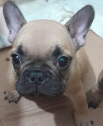 Lindas filhotes de Bulldogue Francês  - Foto 3
