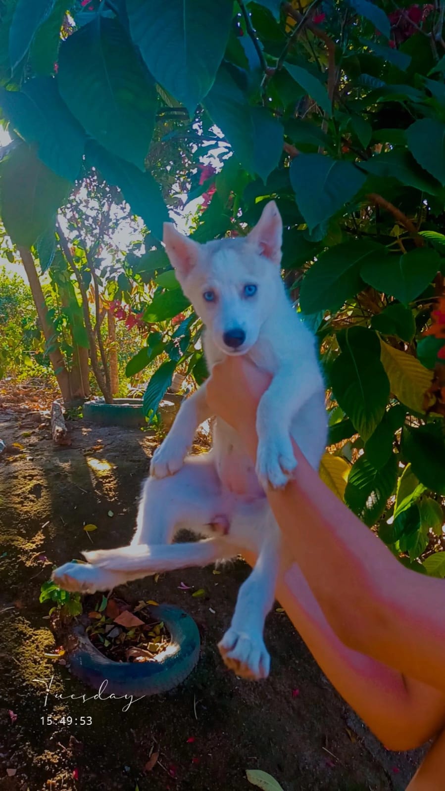 filhotes de Husky Siberiano Cariacica