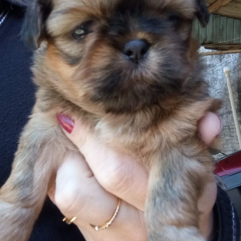 Filhotes de shih Tzu - Foto 3