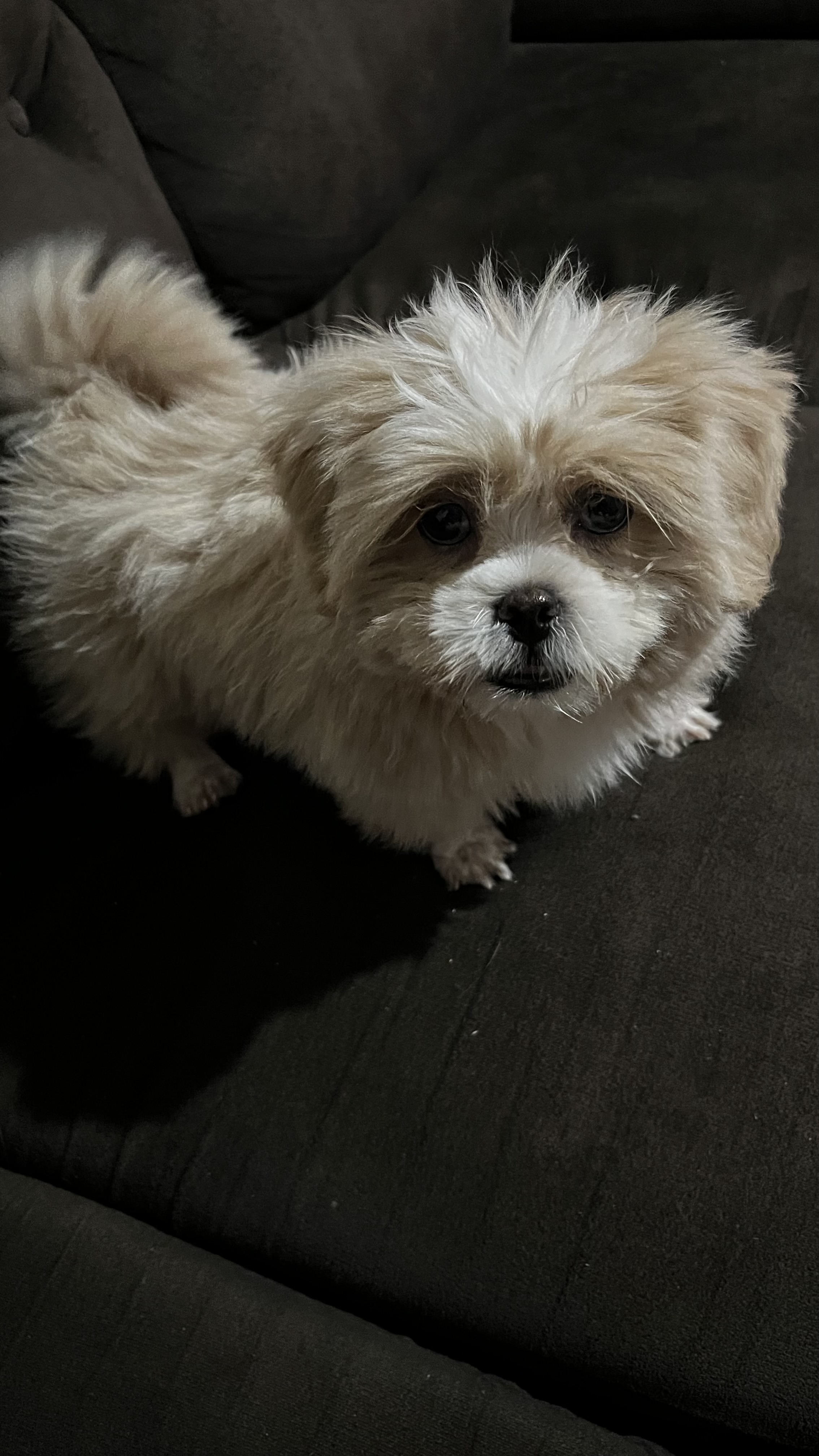 Portal Vendocão Shih Tzu completo  Campo Grande 