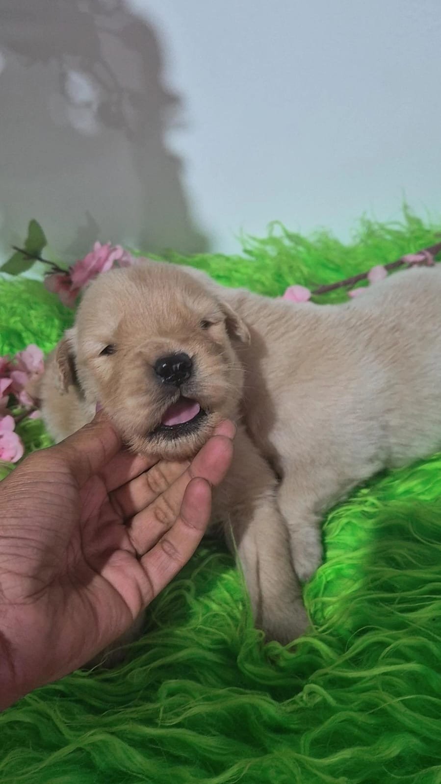 Filhotes Golden Retriever