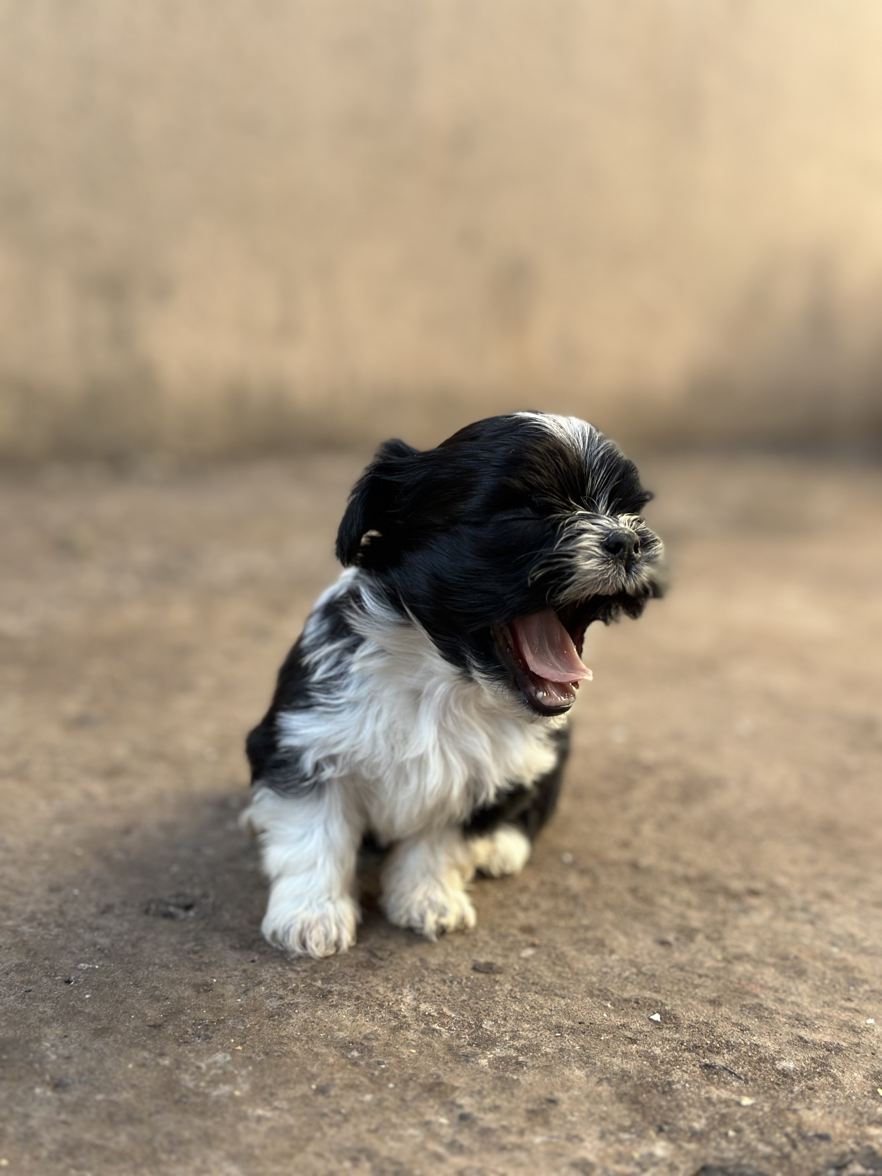 filhotes de Shih Tzu Apucarana