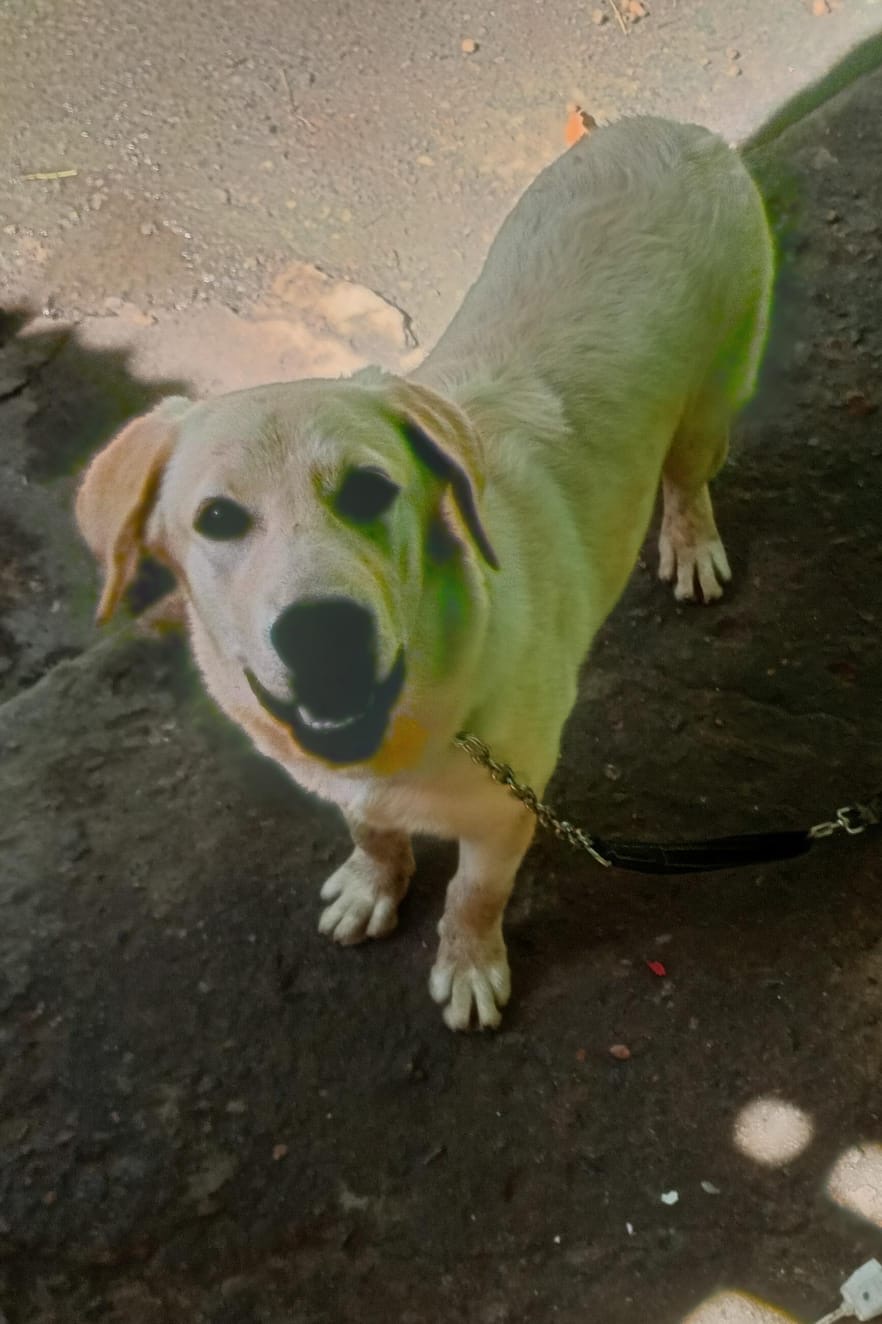Labrador 