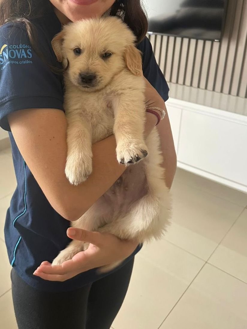 Golden Retriever 40 dias  - Foto 2
