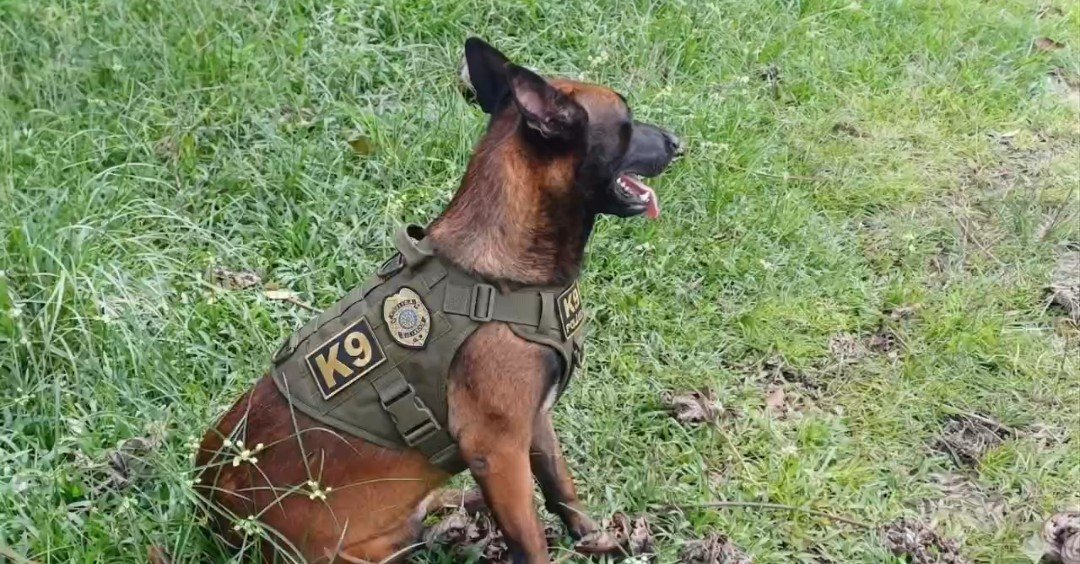 Vendo cães adestrados adultos para guardar e proteção  - Foto 2