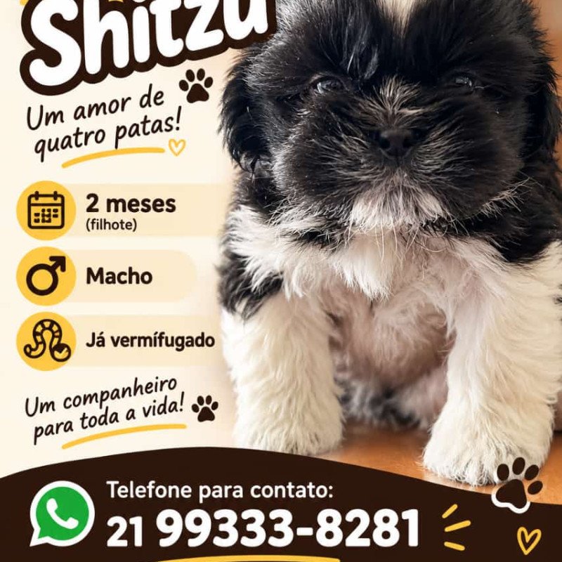 Filhote de Shitzu macho