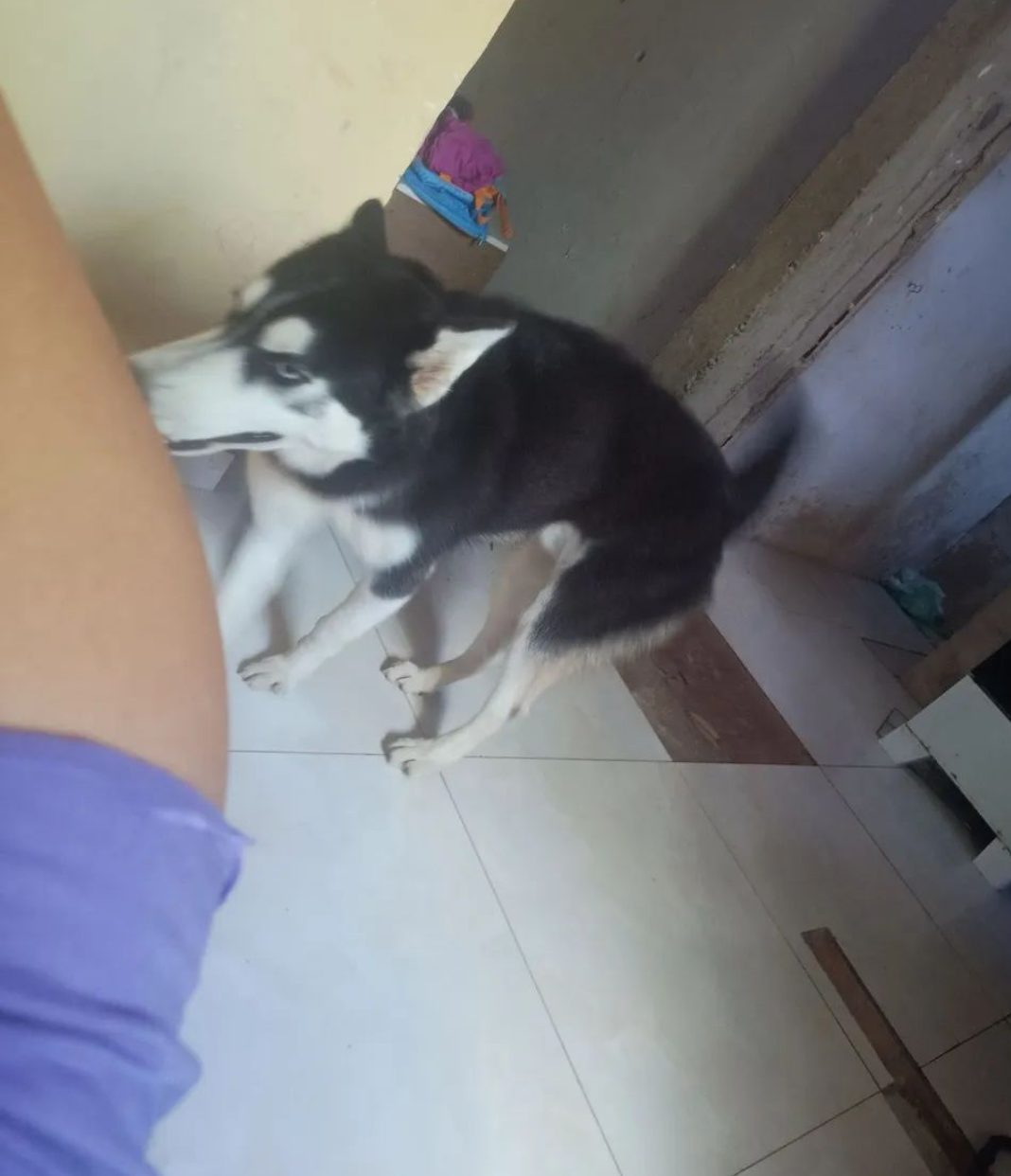 Portal Vendocão Husley siberiano  Salvador