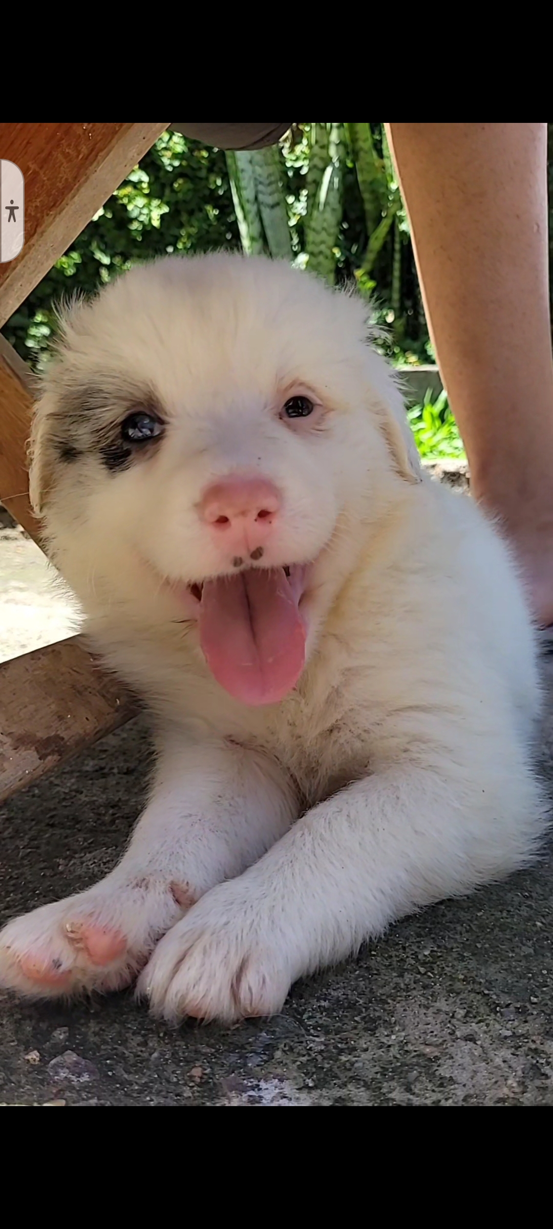 Portal Vendocão Vendo filhotes de Border Collie  Porto Alegre