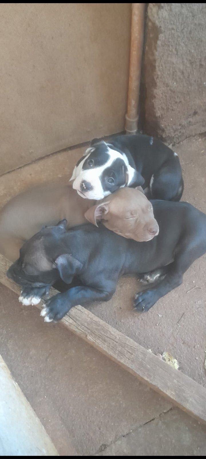 Filhotes de Pit Bull  - Foto 2