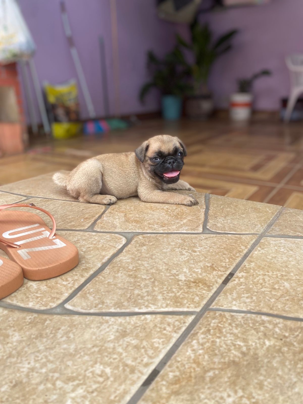 Portal Vendocão Vendo cachorro pug Porto velho 