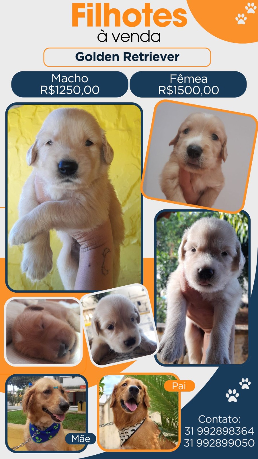 Portal Vendocão Vendo filhote de Golden Retriever PURO Belo Horizonte
