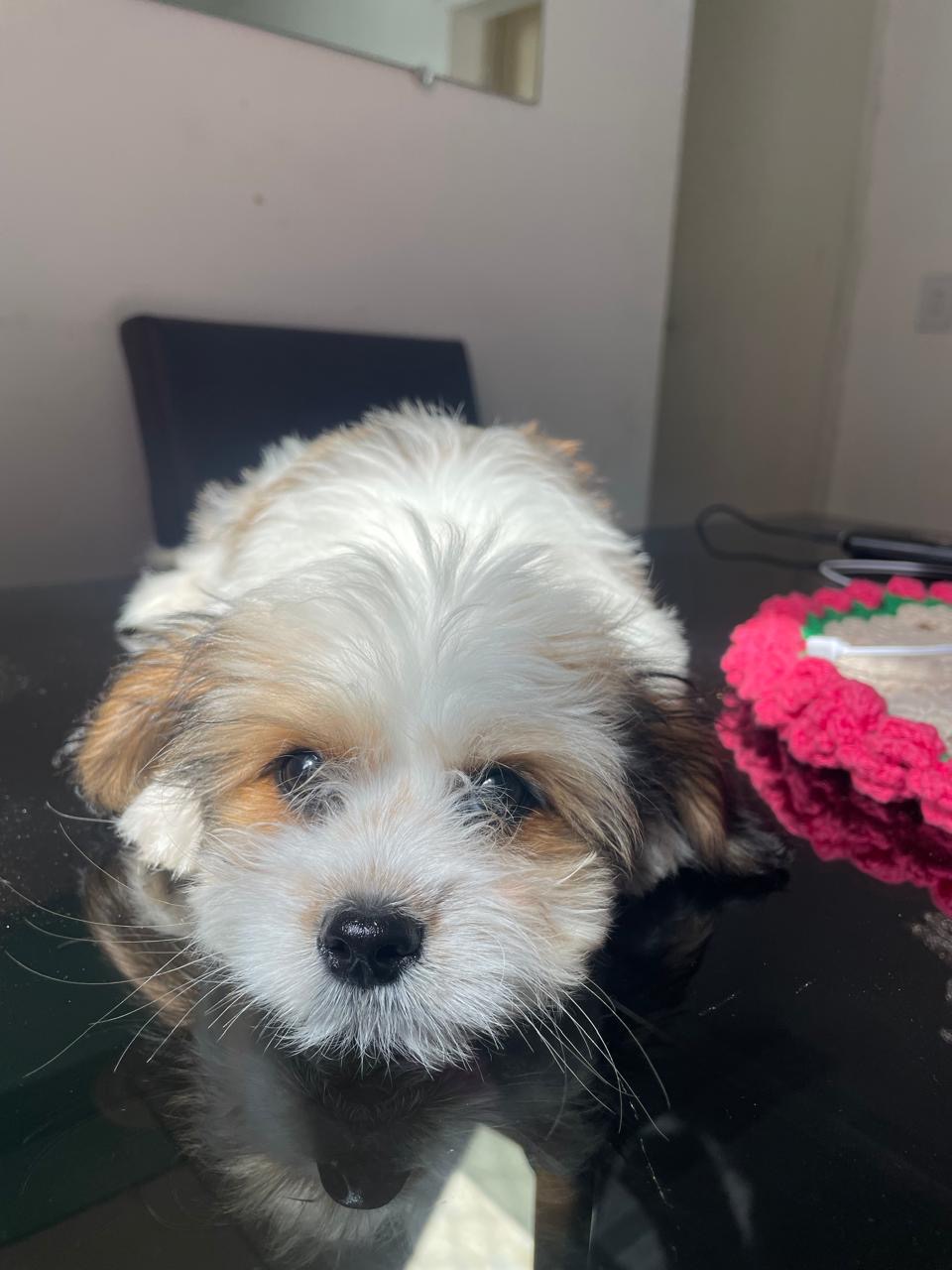 Shih Tzu Macho 60 dias