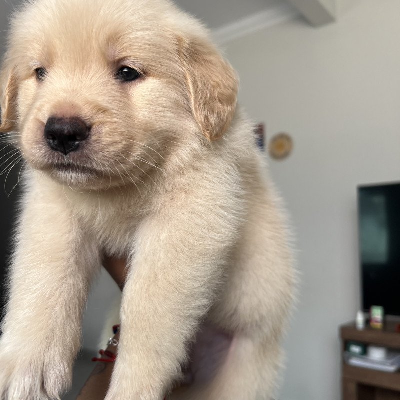 Filhotes golden retriever puro !