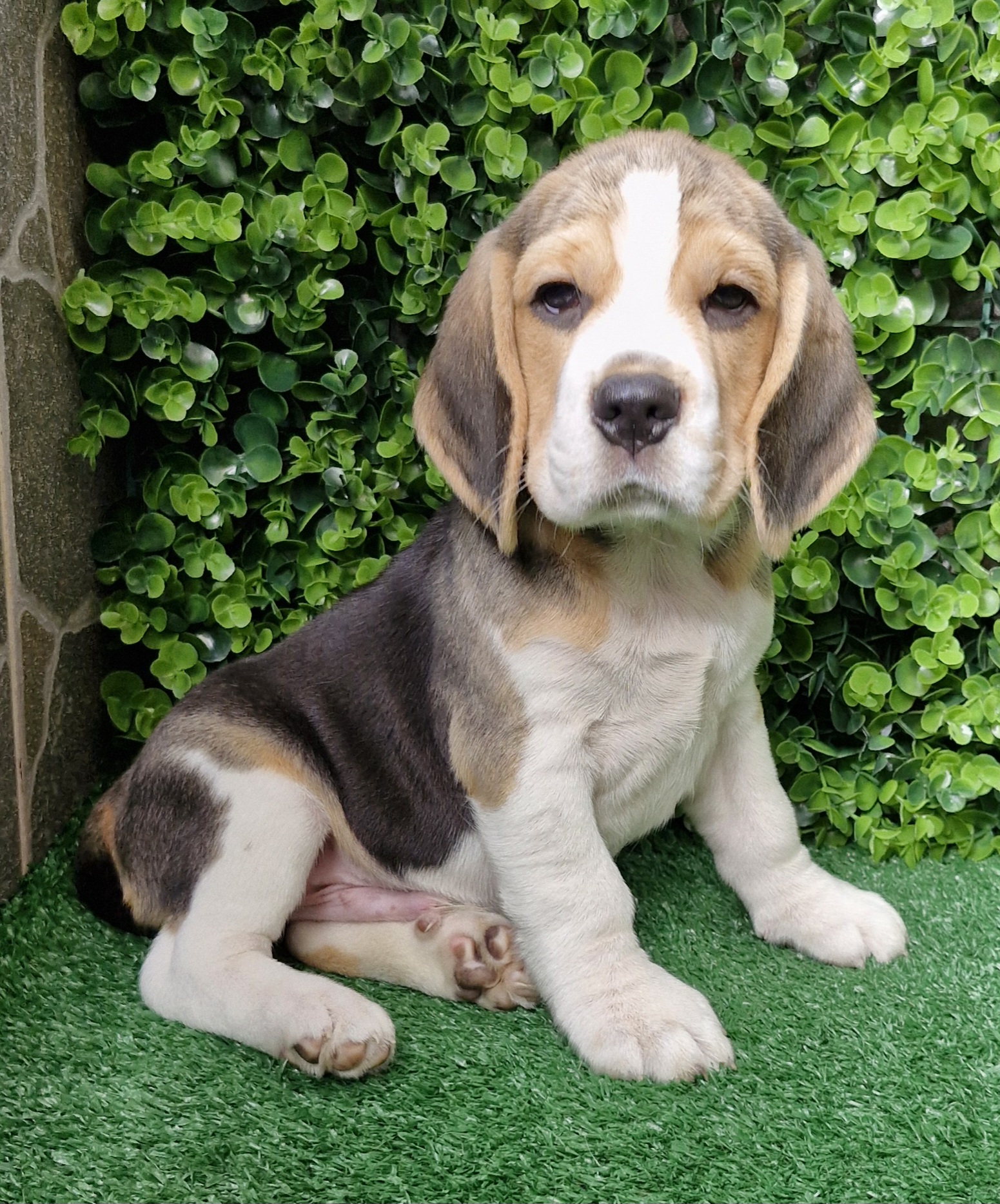 Portal Vendocão Beagle para que procura um amigo Porto Alegre 