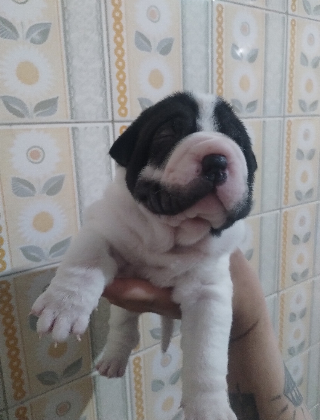 Portal Vendocão Filhotes de shar pei  Porto Alegre