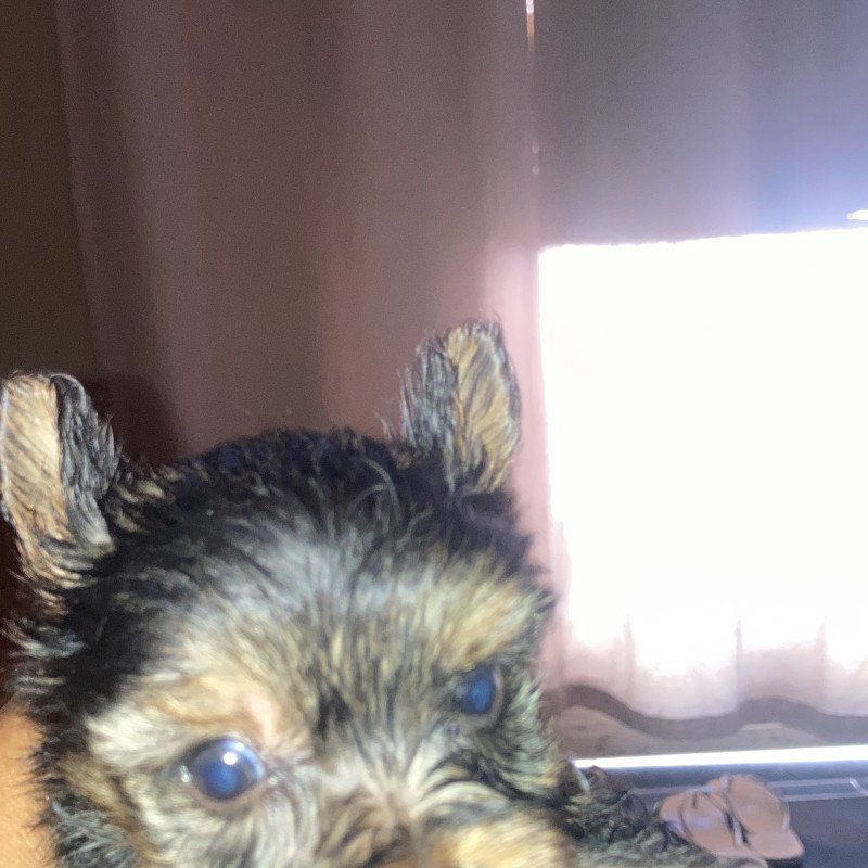 Vendo lindos yorks machinho ,micro aceito cartão