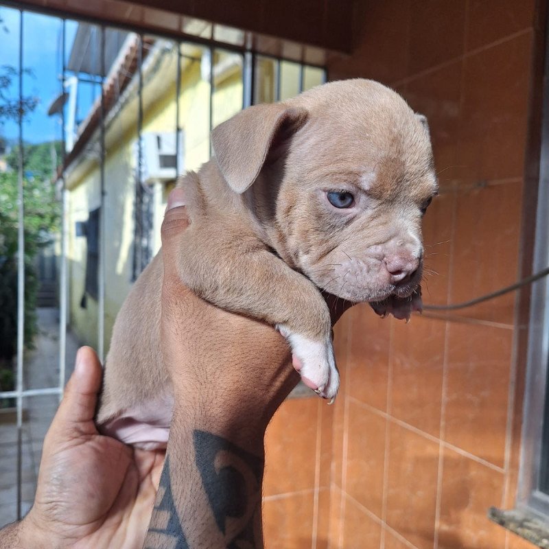 Lindos filhotes de American Bully - Foto 1