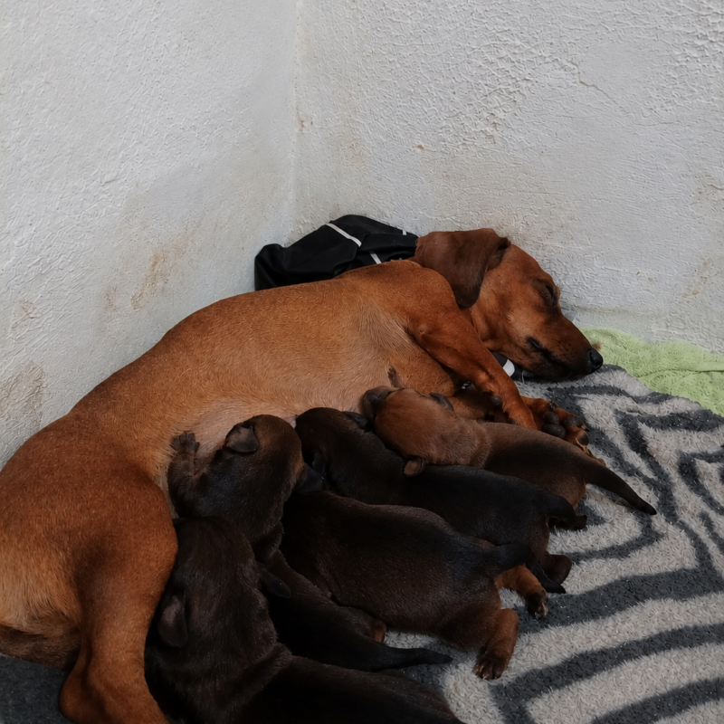 Filhotes dachshund disponíveis pra reserva - Foto 4