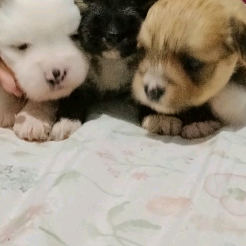Lindos filhotes de Lhasa Apso