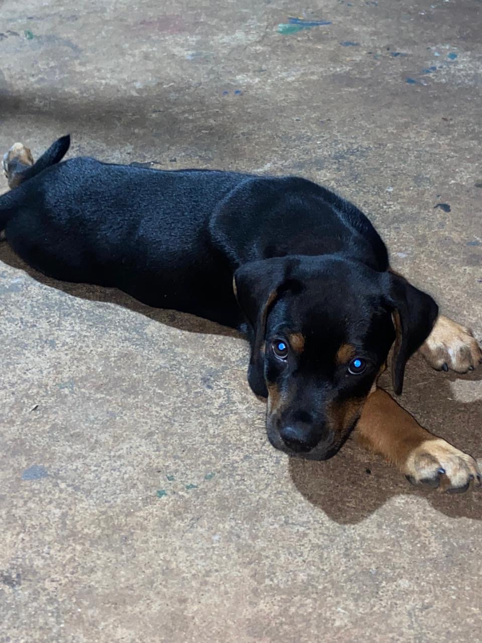Filhote de fila com rottweiler 