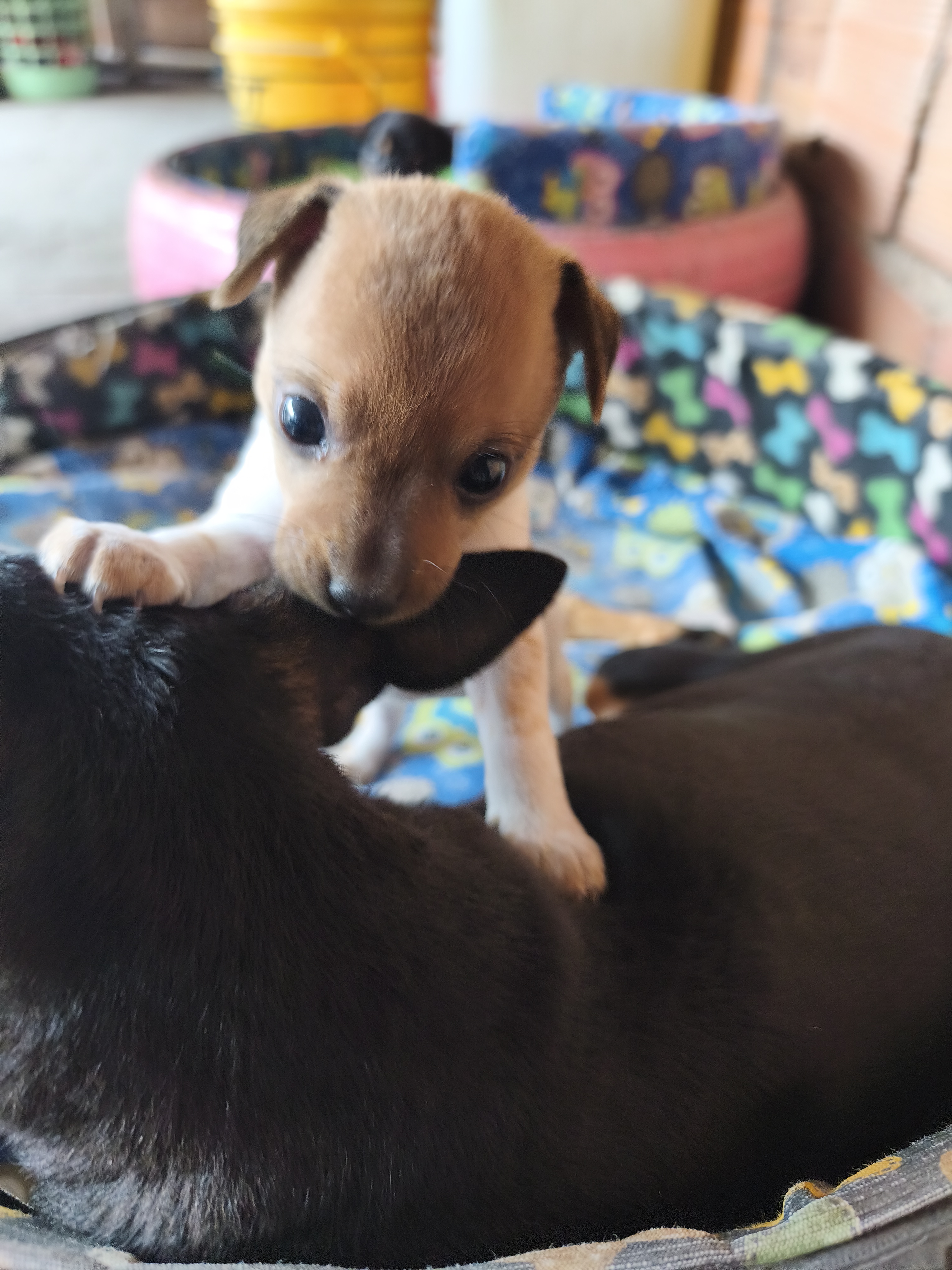 Portal Vendocão Filhote de Pinscher  Lauro de Freitas