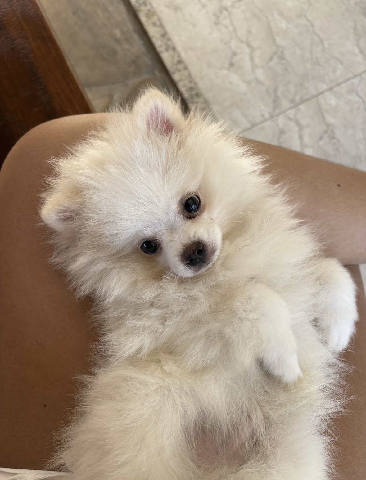 Filhote de Lulu da Pomerania (Spitz Alemão) - Foto 1