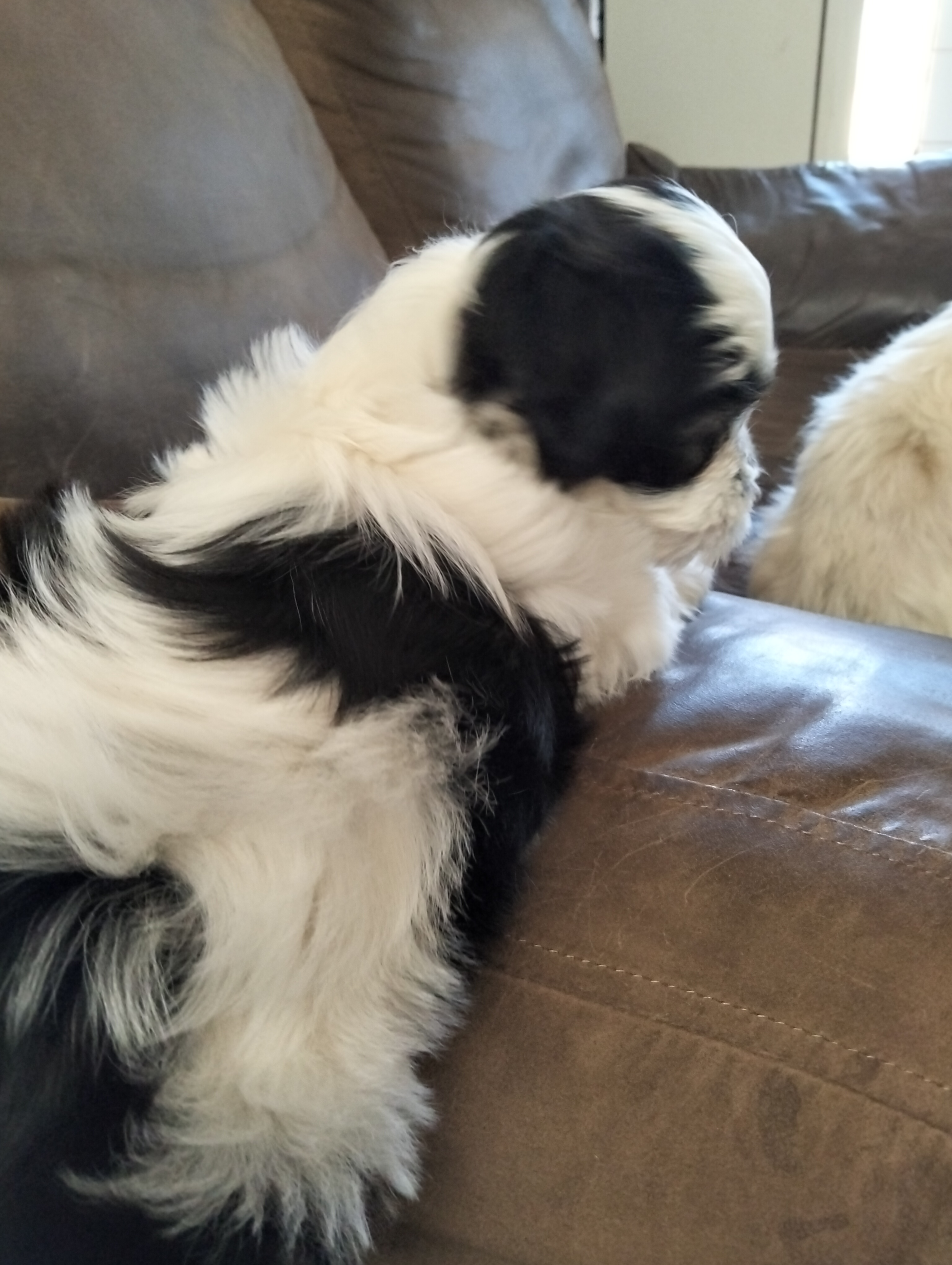 Portal Vendocão Venda  Paranavaí