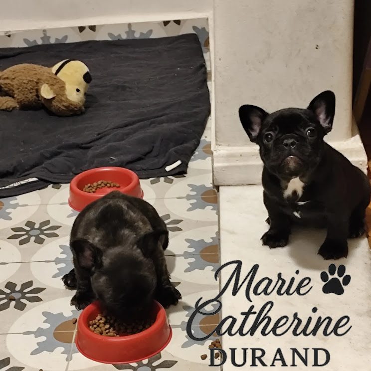 Portal Vendocão 🐾✨ Filhotes de Bulldog Francês à venda! ✨🐾 BELO HORIZONTE