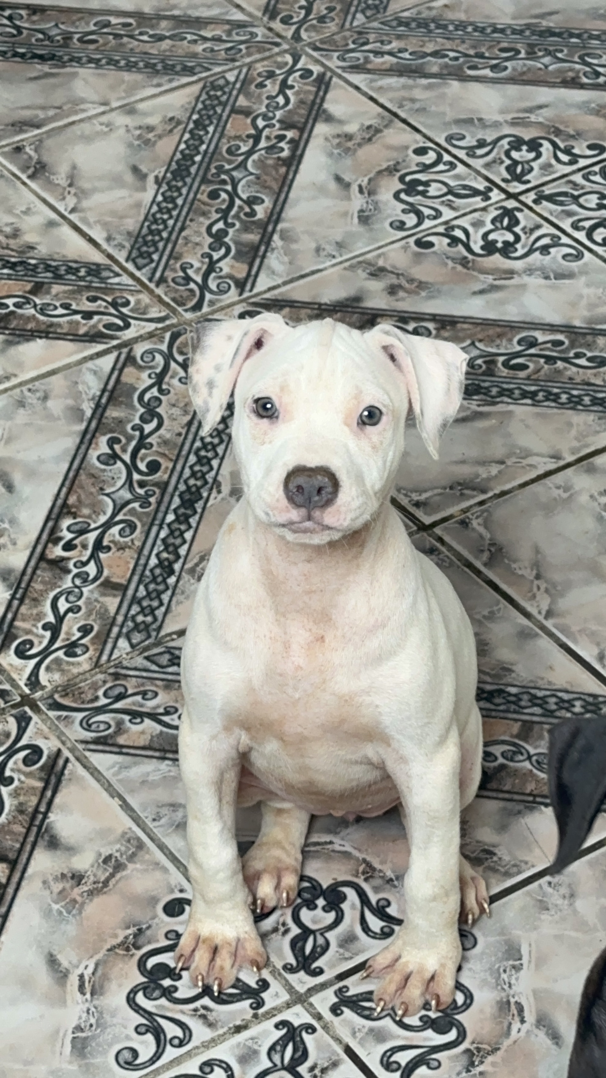 American Bully - Foto 1